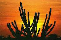 PRESERVE A NATUREZA